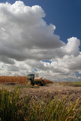 Tractor, Corn, And Skies