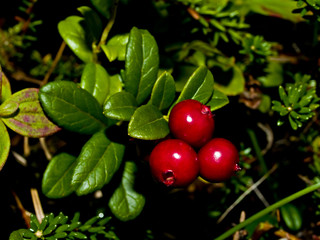 Lingonberry (cowberry) fruit