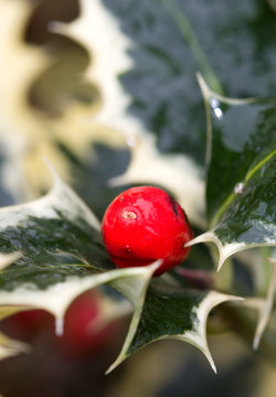 Holly berry