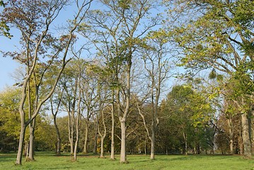 arbres dans un parc