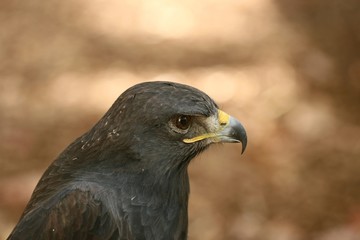 Eurasian Eagle 2