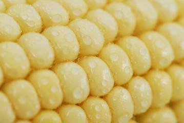 Fresh corn