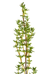 Thyme