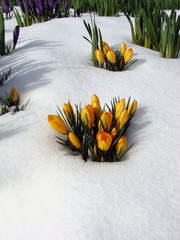 Crocus in the snow
