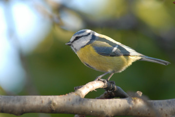 mésange