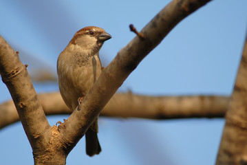 moineau