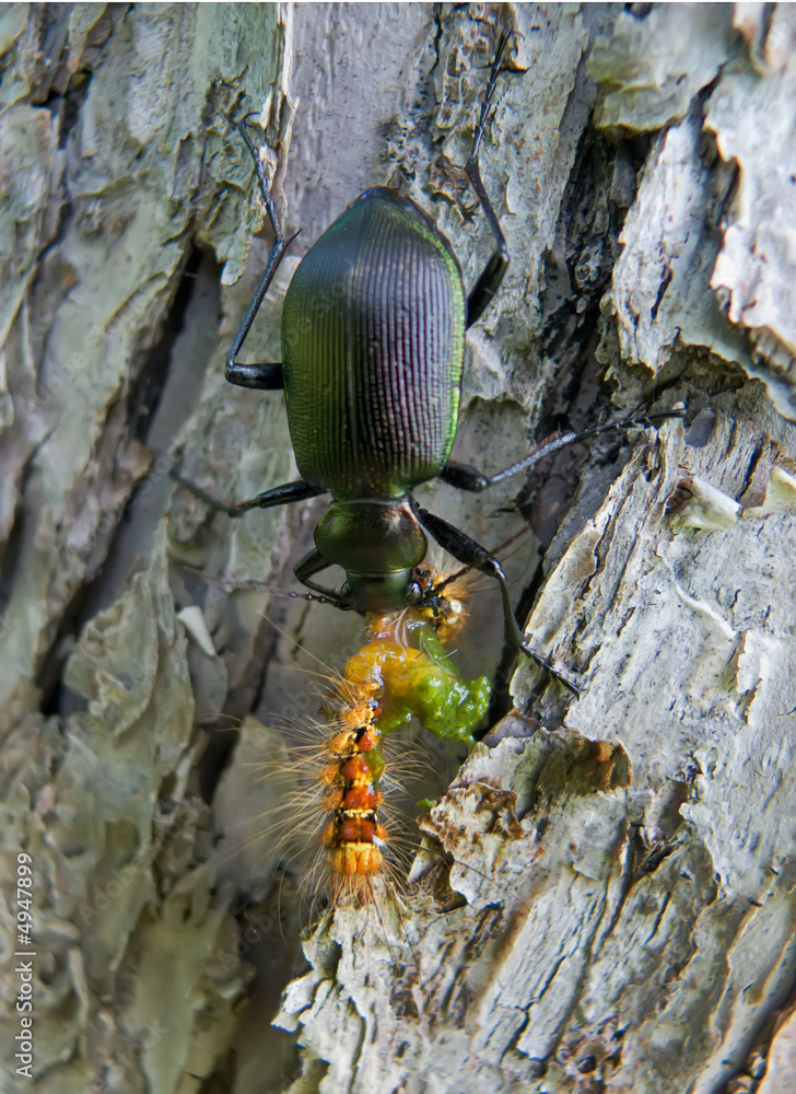 Sticker Carabus (Calosoma sycophanta) 22