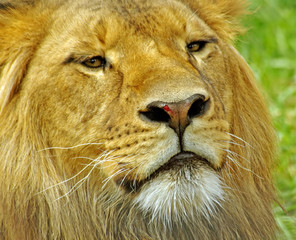 Lion Headshot
