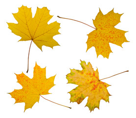Maple leaves isolated on white background