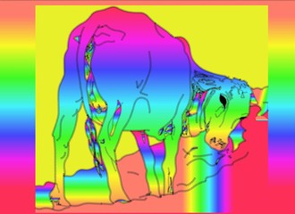 Graphic Colorful Calf