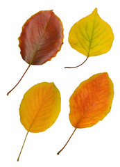 Four autumn leaves isolated on white background