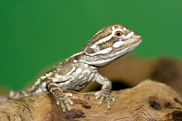 Bartagame