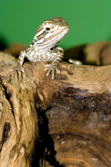 Bartagame
