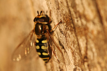 Close-up of hoverfly - Scaeva pyrastri
