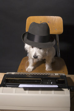 Westie writer