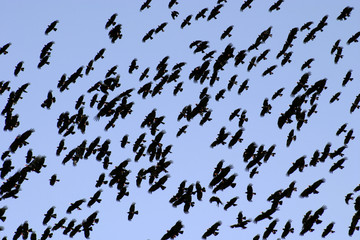 Groupe d'oiseaux dans le ciel