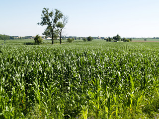 Corn field