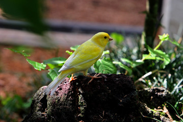 YELLOW CANARY