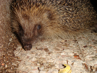 Portret of hedgehog