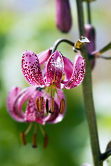 lis martagon - jardin alpin du lautaret © eric epoudry