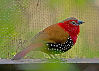 COLORFUL BIRD