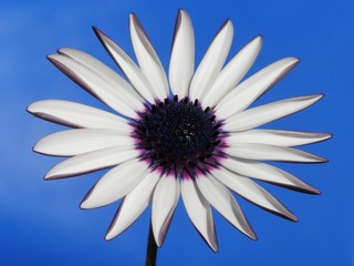 white composite flower