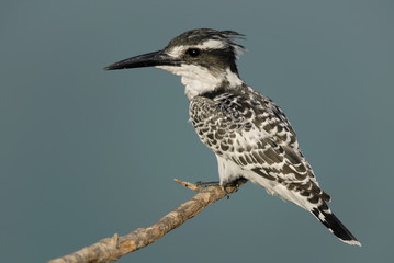 Pied Kingfisher (Ceryle rudis). 