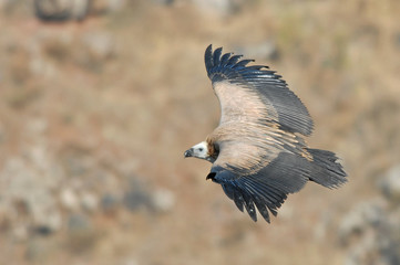Griffon Vulture (Gyps fulvus). 