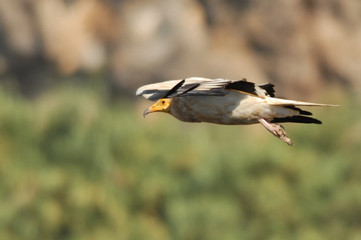 Egyptian Vulture (Neophron percnopterus).