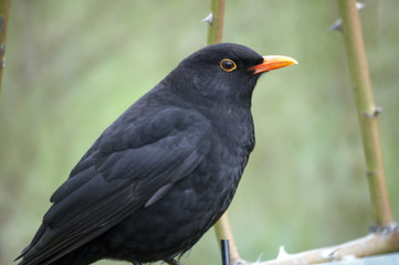 Amsel von der Seite mit Blickrichtung rechts