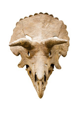 crâne de dinosaure - 4956407