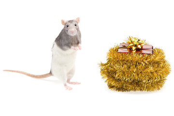 Rat and new year