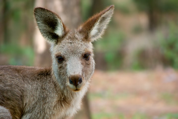 Naklejka na ściany i meble Australian Kangaroo