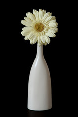 White gerbera #2