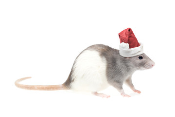 Cute rat in santa's hat