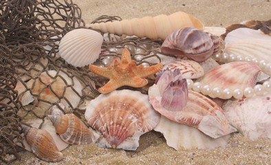 Sea Shells