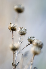 Seed pods Macro shot
