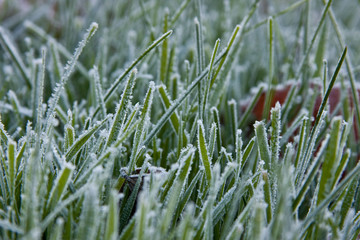 Frosted Fall