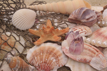 Sea Shells and Fishing Net