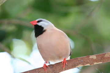 COLORFUL FINCH BIRD HUNTING INSECT