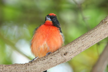 SMALL BIRD ON A BRANCH