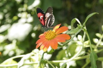 BUTTERFLY GARDENING