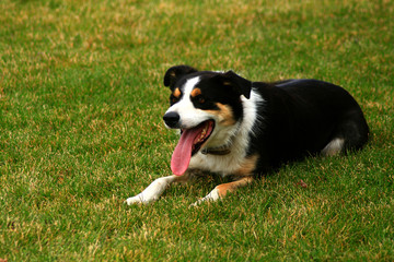 Fototapeta premium Border Collie 2