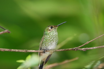 Obraz na płótnie Canvas Kolibry