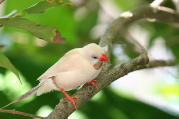 small white finch
