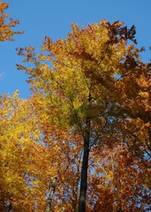 Baum mit Herbstlaub