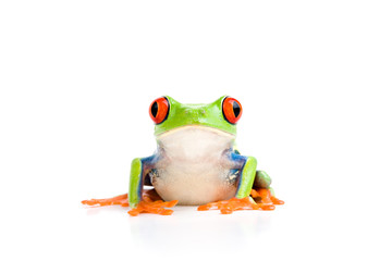 Fototapeta premium frog isolated on white