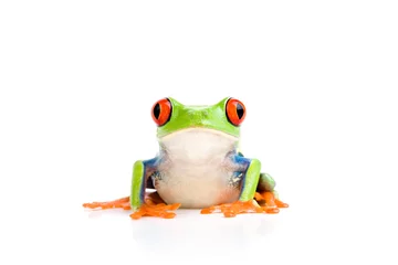 Crédence de cuisine en verre imprimé Grenouille frog isolated on white