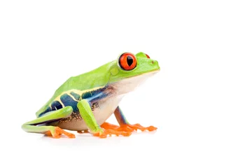 Printed kitchen splashbacks Frog red-eyed tree frog isolated on white