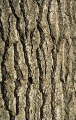 Tree bark detail